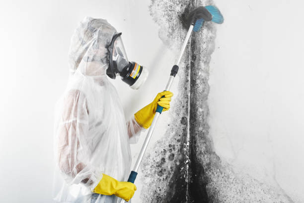 Best Comprehensive Air Testing for Mold Contaminants  in Metzger, OR