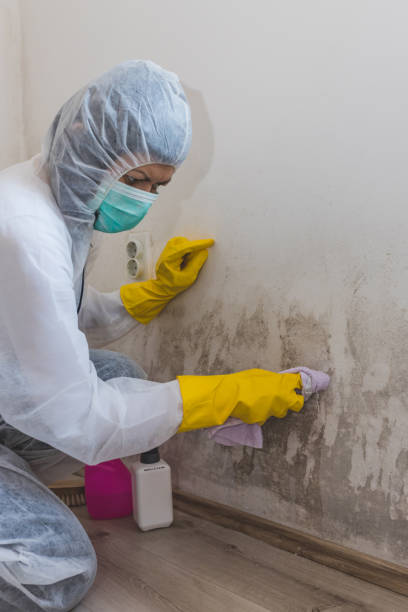 Best Mold Remediation for Healthcare Facilities  in Metzger, OR