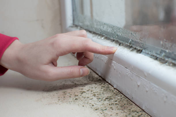 Best Water Damage & Mold Remediation  in Metzger, OR