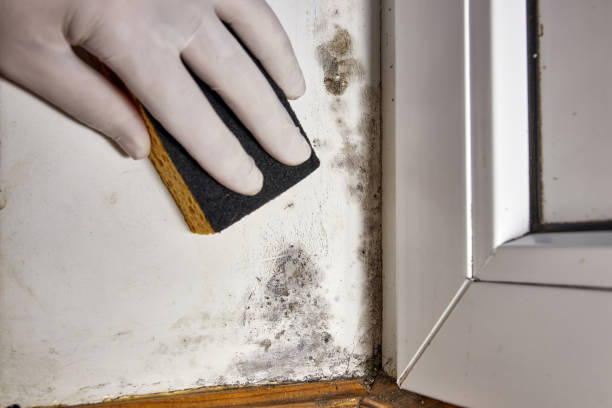 Best Asbestos and Lead Testing During Mold Inspection  in Metzger, OR